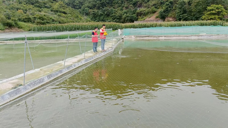 投放饲料2.jpg
